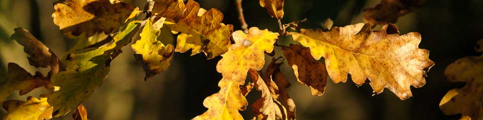 Foto: Herbstlaub